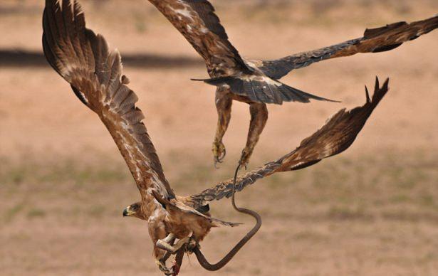 <p> Afrika'nın en zehirli yılanlarından biri olan Cape Kobra yılanı ve bu avı bir türlü paylaşamayan üç kartalın amansız mücadelesi vahşi yaşam fotoğrafçısı Anja Denker tarafından çekildi...</p>
