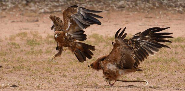 <p>Kartallardan biri yılanı görüp kapıyor fakat çok yükselemeden başka bir kartal tarafından saldırıya uğruyor...</p>
