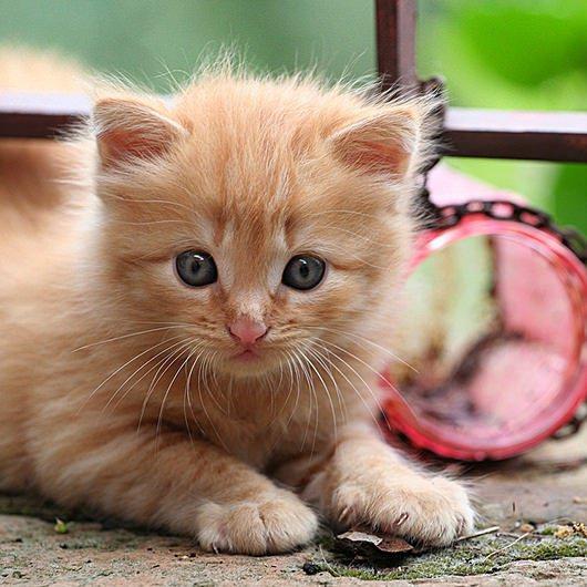 <p>Kedi beslemek s&uuml;nnettir. Hz. Muhammed, Uhud seferinde, ordunun &ouml;n&uuml;ne yavrularını emziren bir kedi &ccedil;ıkınca, kedinin başına ezilmemesi i&ccedil;in bir n&ouml;bet&ccedil;i dikip koca bir orduyu o kedinin etrafından dolaştırmış.</p>