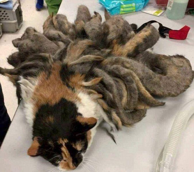 <p>ABD’nin Pensilvanya eyaletinde, 82 yaşındaki Alzheimer hastası Paul Russel'ın kedisi olan Hidey’in sosyal medyada paylaşılan içler acısı fotoğrafları pek çok hayvanseverin yüreğini parçaladı.</p>

<p> </p>
