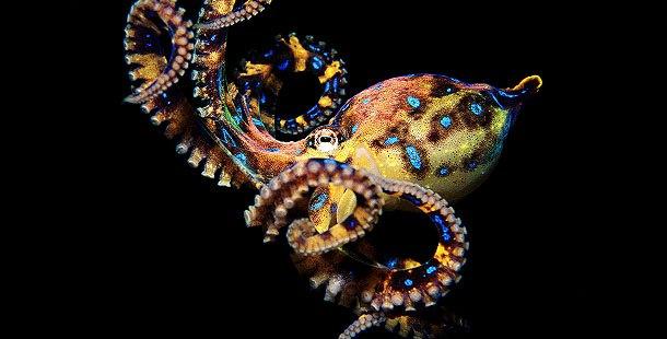 <p>Dünyadaki en zehirli bir diğer yaratık deniz ahtapotudur. Adı Blue Ringed Octopus. Zehiri sadece 2-3 dakikada öldürüyor. Zehiri 2-3 dakikada öldürebilecek güçtedir...</p>

<p> </p>
