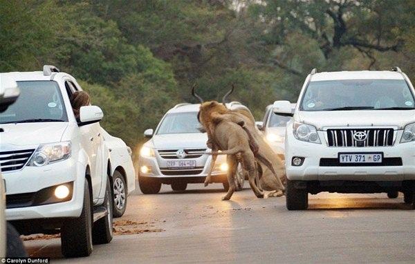 <p>An be an fotoğraflanan aslan avı, 2 milyon hektarlık dev parkın H1 yolunda gerçekleşti.</p>
