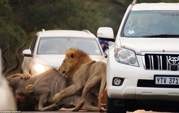 <p>"Bü tür olayların sadece belgesellerde olacağını düşünürdüm. Kalabalık trafikte iki aslanı görünce arabamı durdurdum"</p>
