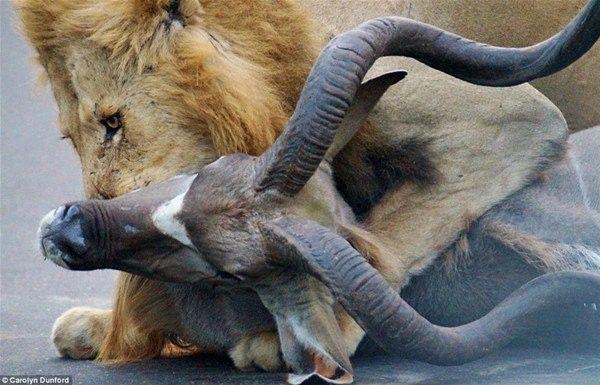 <p>" Aslan yolun kenarındaki ormanın içindeki kuduyu gördü ve saldırdı."</p>
