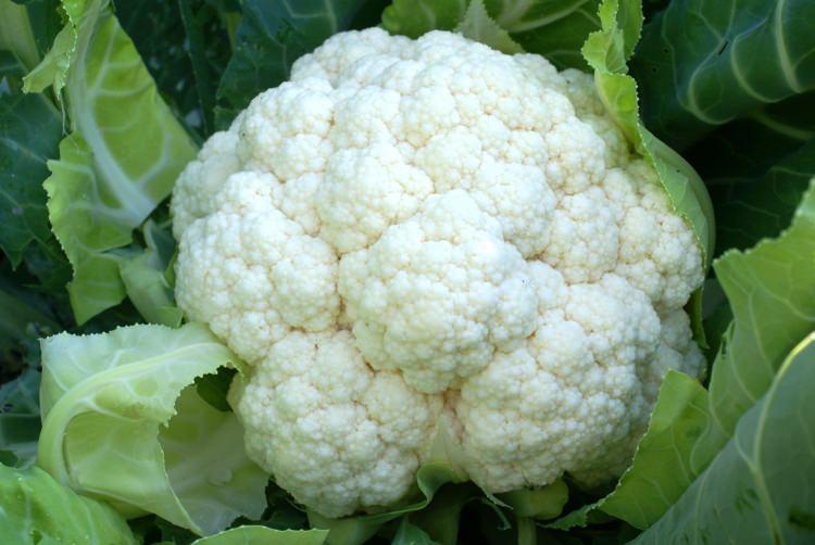 <p>Bu sebzelerin toplam protein değeri çok fazla olmamakla birlikte içerdikleri amino asitler vücutta diğer amino asitlerle birleştirilerek eksik olan proteinlerin<br />
oluşturulmasına yardımcı oluyor. </p>

