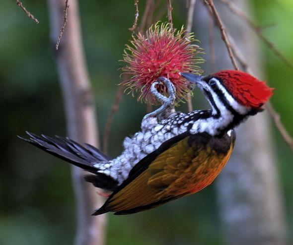 <p><span style="color:#FFFFFF">Rambutan ağacı, senede bir; biri büyük ve biri küçük olmak üzere iki kez meyve vermektedir. <strong>Rambutan ağacı</strong>, temel bakımı iyi yapıldığı takdirde her toprak tipinde kolaylıkla yetişebilmektedir.</span></p>
