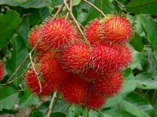 <p><span style="color:#FFFFFF">Dünyanın en ilginç doğa ürünleri arasında geçen rambutan; tropikal, ekşimsi ve Güneydoğu Asya kökenli bir meyvedir.</span></p>
