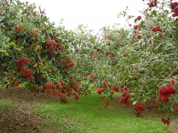 <p><span style="color:#FFFFFF">Uzun yıllar önce rambutan yetiştirerek geçimini sağlayan halk, tohumların zehirli olduğuna inanıyordu. Fakat günümüzde hayvanlar üzerinde yapılan deneylerde, rambutan tohumunda herhangi bir toksik maddeye rastlanmadı.</span></p>
