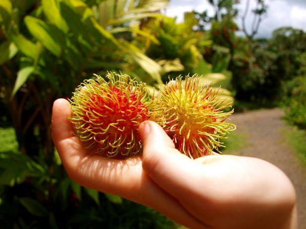 <p>Ayrıca rambutan meyvesinin başağrılarına iyi geldiği söylenmektedir.</p>
