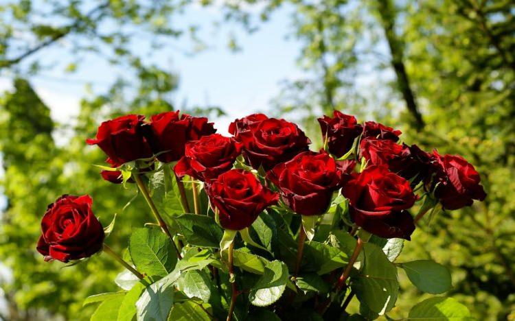 <p><strong>Gül: </strong></p>
<p>-Cildin nemli kalmasını sağlar</p>
<p>-Anti-bakteriyeldir</p>
<p>-Ayrıca gül aromatik kokusu ile dinlendirici bir etkiye sahiptir. </p>