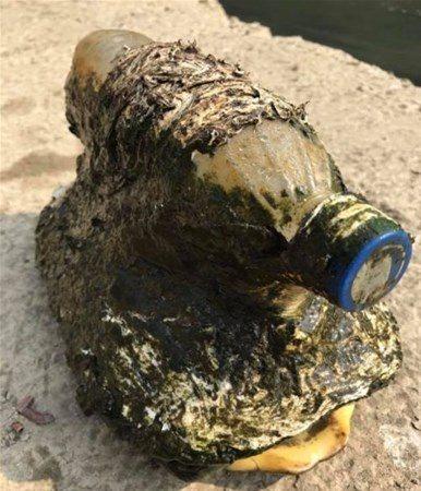 <p>Kuo Lung Liao isimli balıkçı suyun içinde hareket eden bir şişeyi farketti.  Şişeyi merak edip sudan çıkaran balıkçı gözlerine inanamadı. </p>

<p> </p>
