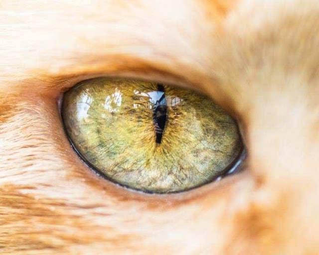 <p>Birden fazla türde kedinin gözlerine makro çekim yapan fotoğrafçı, çeşitli duyguları da görüntülemeye çalıştı. </p>
