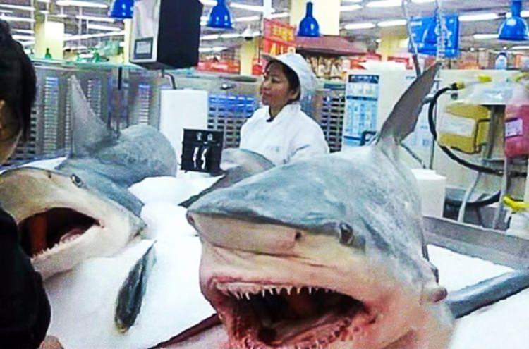 <p>Süpermarketlerde satılan Köpekbalıkları</p>

<p>Çinliler her zaman gündeme gelmenin yolunu bir şekilde mutlaka buluyor. Ülke, şimdilerde adından sosyal medyada paylaşılan fotoğraflar ile söz ettiriyor. İşte sadece Çin'de görebileceğiniz tuhaflıklar ve bunlara çarpıcı örnekler...</p>
