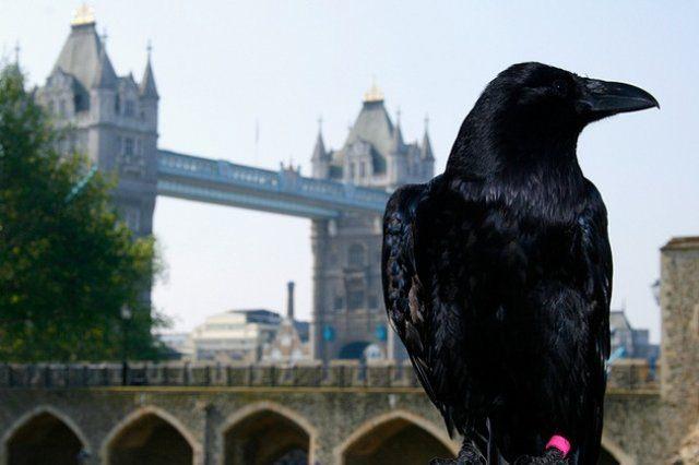 <p>Efsaneye göre, Londra Kulesi'nde kuzgun yoksa İngiltere Krallığın düşeceği belirtilmektedir.</p>
