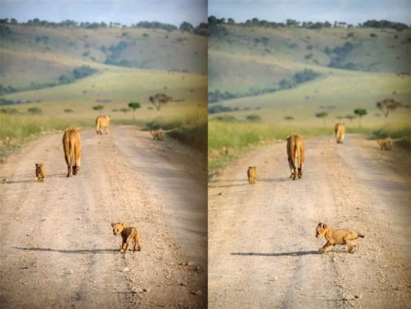 <p>Ünlü fotoğrafçının objektifine bir aslan ailesi takılıyor.</p>

<p> </p>
