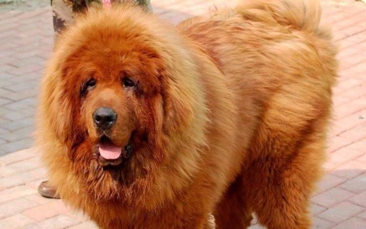<p><strong>Evcil Köpek</strong></p>

<p>Tibetian Mastiff olarak adlandırılan bu köpek evcil hayvan olarak alınabilecek en pahalı hayvanlardan biri. Değeri 4,3 milyon TL </p>
