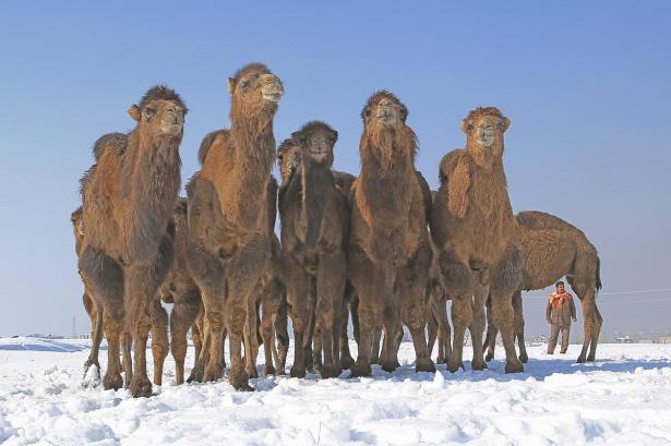 <p>Sıcak iklim bölgelerinde yaşadığı bilinen develeri, Karşıyaka Mahallesi'nde kar üstünde gören vatandaşlar da şaşkınlıklarını gizleyemiyor.</p>

<p> </p>

