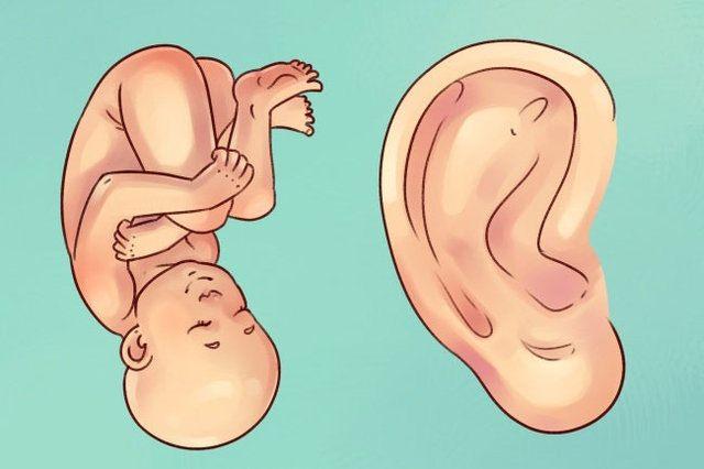 <p>Çoğu kulak çizelgesi, fetal pozisyonda doğmamış bir çocuğu tasvir eder.</p>