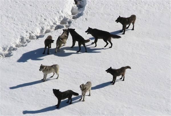 <p>Kış aylarında yaşamlarını sürdürebilmek için en büyük mücadeleyi veren canlılardan biri de hiç kuşkusuz ki kurt sürüleri.</p>

<p> </p>
