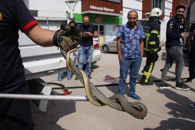 <p>Yaklaşık 1,5 metre uzunluğundaki yılanı ezmemek için manevra yapan sürücü, biraz ilerledikten sonra kamyonetinden inerek aracını kontrol etti.</p>

<p> </p>
