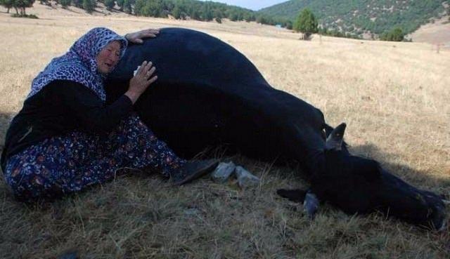 <p>Kütahya'da merkeze bağlı Akoluk köyünde yıldırım isabet etmesi sonucu 8 ineğinden 5'i telef olan yaşlı çiftin ölen ineklerine sarılıp ağlaması tüm Türkiye'nin yüreğini acıtmıştı.</p>
