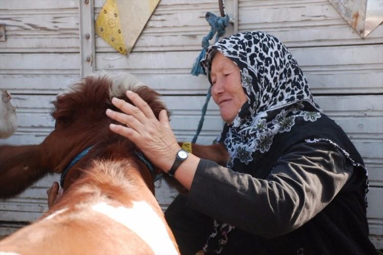 <p> Kamyona yüklenen gebe düveler, Akoluk köyüne getirilerek Girkin ailesine teslim edildi.</p>