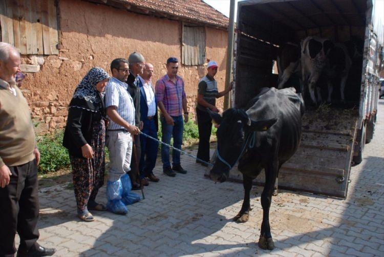 <p>Ailenin yıldırım isabet etmesi sonucu hayvanlarını kaybettiğinde yaşadıklarının kendilerini çok etkilediğini dile getiren Kayalar, "Şirket olarak bu ailemizin üzüntülerini paylaşarak, üzüntülerini sevince dönüştürmek istedik ve 3 gebe düveyi kendilerine bizzat hediye etmek için geldik" dedi.</p>