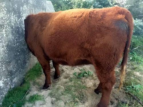 <p>Hamile bir ineğin kafası, İkinci Dünya Savaşı’ndan kalma bir makineli tüfek yuvasında sıkıştı. Vatandaşlar, ilgili birimleri arayarak bir hayvanın sıkıştığını haber verdiler. Telefonun ardından Lincolnshire bölgesindeki itfaiyeye bağlı arama ve kurtarma ekipleri öğlen 2 sularında ineği kurtarmaya geldi.</p>
