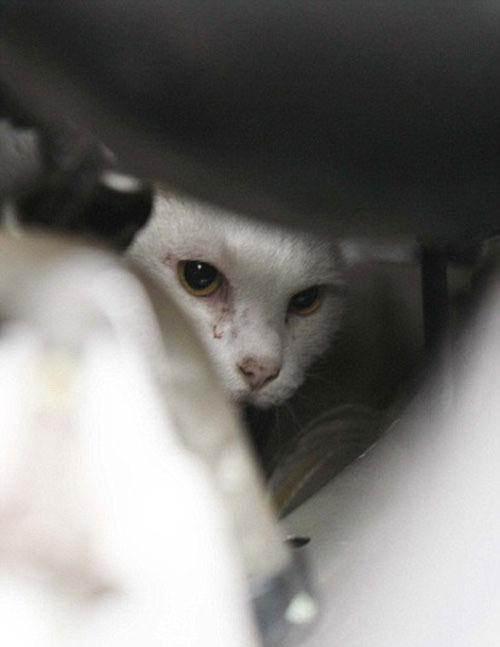 <p>İngiltere’deki Batı Sussex’de yaşayan şanssız kedi Napolyon, pencereden aşağı, yaklaşık 9 metreden düştü ve bir arabanın motorunun içinde sıkışıp kaldı.</p>

<p> </p>
