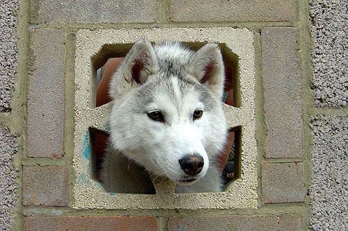 <p>Keano adlı 6 aylık bir haski cinsi köpek, kafasını tuğladan bir duvara sıkıştırdı. Hampshire’da yaşanan olayda köpek yara almadan kurtarıldı.</p>

<p> </p>
