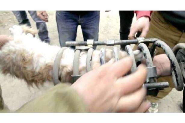 <p>Süspansiyonlarına sıkışan kediyi farkeden Bouranin, kediyi kurtarmak için istasyonda bulunanlardan yardım istedi. </p>
<p> </p>