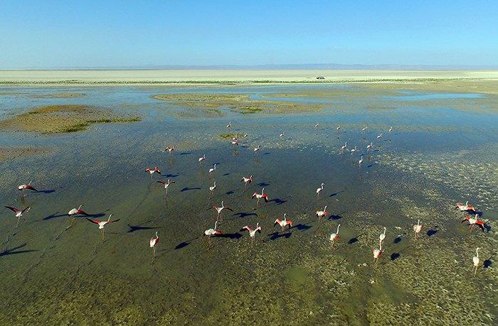 <p>Doğa Derneği Gediz Deltası Proje Sorumlusu Burçin Feran da "Her yıl Tuz Gölü'nde kolonilerde bulunan flamingo sayısını ve gölün durumunu hava fotoğrafı çekimleriyle düzenli olarak belgeliyoruz. 2015 yılında Tuz Gölü'nde yaklaşık 21 bin flamingo kuluçkadan çıktı." diye konuştu.</p>

<p> </p>
