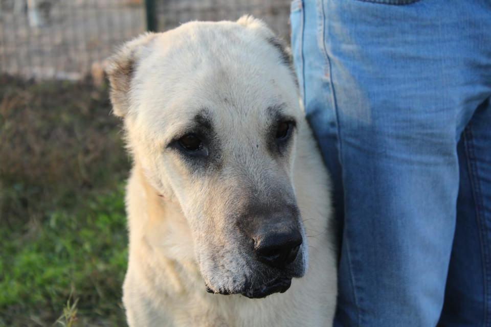 <p>Kurtlar ve çakallar, köpeklerimiz tarafından sürülere yaklaştırılmayınca köylüler tarafından öldürülmüyor. Bu yırtıcılar yaşayınca, doğada fare ve domuz gibi hayvanları avlıyorlar. Böylece doğal döngü devam ediyor" dedi.</p>

