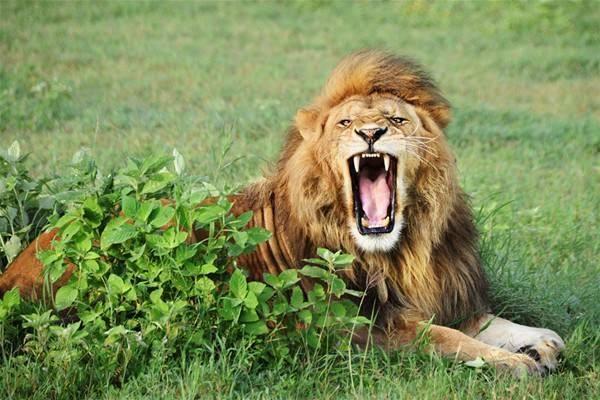 <p>Büyük Göç'ü fotoğraflamak için Haziran ayında Serengeti tarafında bulunan Grumeti Nehri ve Ağustos ayında ise Kenya tarafında bulunan Mara Nehri en iyi konumlar.</p>

<p> </p>
