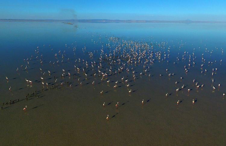 <p>Türkiye'nin en büyük flamingo kolonisine ev sahipliği yapan Tuz Gölü'nde kuluçkadan çıkan binlerce yavru, gölü adeta flamingo kreşine dönüştürdü.</p>
