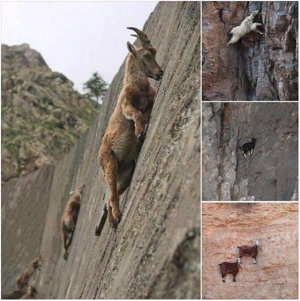 <p>Dağ keçileri mükemmel tırmanıcılardır...</p>
<p> </p>
