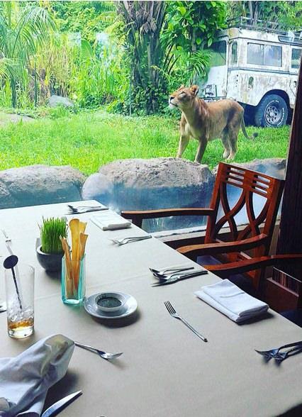 <p>Bali'de bulunan Tsavo Lion Restoran'da aslanlar serbest. Siz yemeğinizi yerken bir aslan camdan miyav diyebilir, dikkat!</p>

<p> </p>
