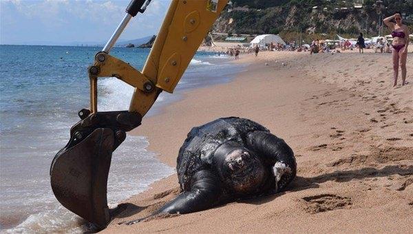 <p>Yaklaşık 400 kilo ağırlığındaki deri sırtlı leatherback kaplumbağasını plajdan kaldırmak için bölgeye bir kepçe çağrıldı.  </p>

<p> </p>
