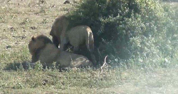 <p>Parkta safariye gelen turistler dehşet verici bir manzaraya şahitlik etti.</p>
<p> </p>