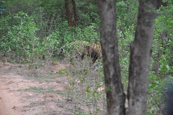 <p><span style="color:rgb(88, 88, 88)">Ormanın iç taraflarında saatlerce süren mücadele sonunda, kaplan, leoparı boynundan sürükleyerek turistlerin olduğu bölgeye taşıdı.</span></p>
