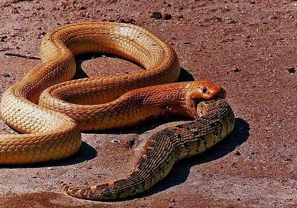 <p>Heyman Bir cobra yılanının su birikintilerinin içinde yakaladığı başka bir yılanı yutma anlarını işte böyle görüntüledi...</p>
