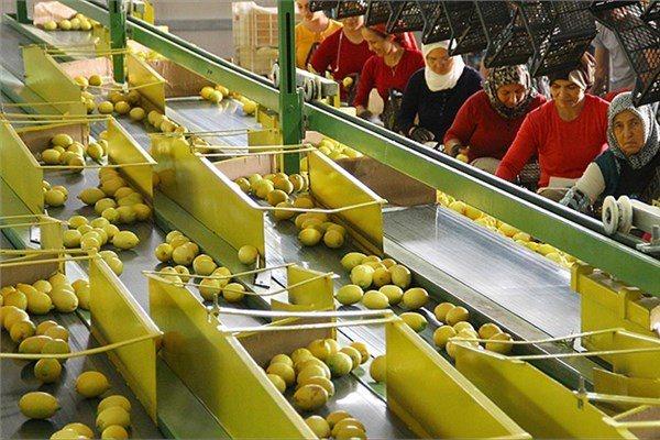<p>Bu sezon ciddi anlamda rekolte düşüşü beklendiğini aktaran Şahin, "Son 10 yılın en düşük rekoltesi olacağını düşünüyoruz. Bunun nedeni de kışın buralara kar yağması ve havanın çok istikrarsız seyretmesi. Bir gün soğuk, bir gün güneşli, bir gün yağmurlu olunca meyve tutum aşamasında olan ağaçlarda zarar meydana geldi. Bu da üretimin maalesef yeterli seviyede olmasını engelliyor" dedi.</p>