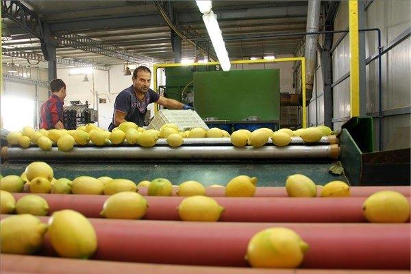 <p>Şahin, düşük rekoltenin doğal olarak fiyatlara da yansıyacağının altını çizerek, yüksek fiyatıyla gündeme gelen limonun bu yıl da adından sıkça söz ettireceğini bildirdi.</p>