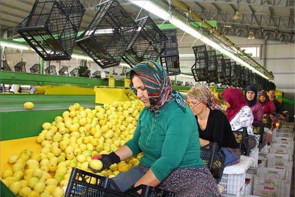 <p>Çukurova yöresine uzun yıllar sonra ilk kez kar yağması en çok narenciye ürünlerini etkilerken son 10 yılın en düşük rekoltesi beklenen limonun bu yıl da çok pahalı olması bekleniyor.</p>