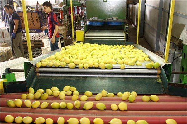 <p>Çukurova yöresine uzun yıllar sonra ilk kez kar yağması en çok narenciye ürünlerini etkilerken son 10 yılın en düşük rekoltesi beklenen limonun bu yıl da çok pahalı olması bekleniyor.</p>