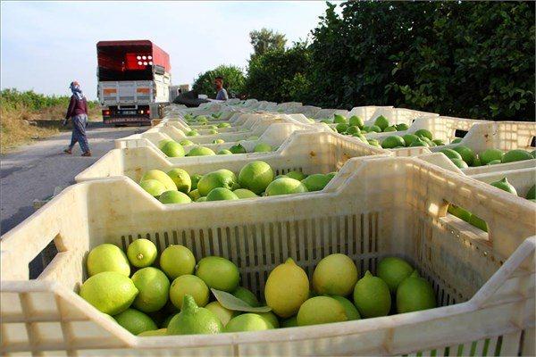 <p>Çukurova yöresine uzun yıllar sonra ilk kez kar yağması en çok narenciye ürünlerini etkilerken son 10 yılın en düşük rekoltesi beklenen limonun bu yıl da çok pahalı olması bekleniyor.</p>