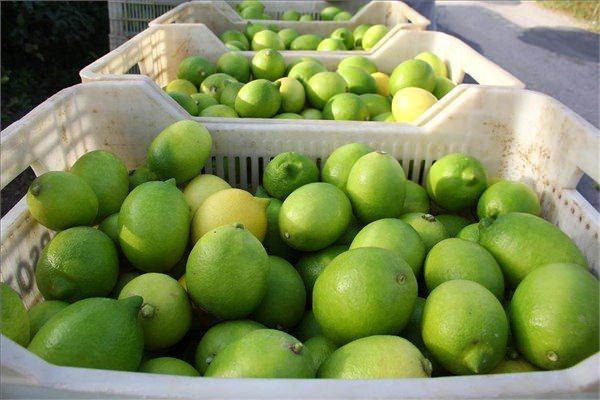 <p>Çukurova yöresine uzun yıllar sonra ilk kez kar yağması en çok narenciye ürünlerini etkilerken son 10 yılın en düşük rekoltesi beklenen limonun bu yıl da çok pahalı olması bekleniyor.</p>