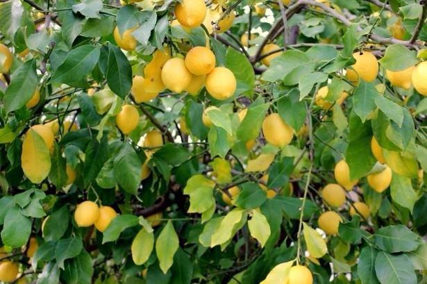 <p> Aslında limon kabuğunun o kadar çok faydası var ki, bu faydaları bilseniz kabukları çöpe atmaktan vazgeçersiniz.<br />
 </p>
