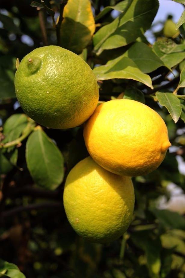 <p>Limon kabuğu ise C vitaminin yanı sıra ağız sağlığımızda önemli etken olan sitrik asit içerir.</p>
