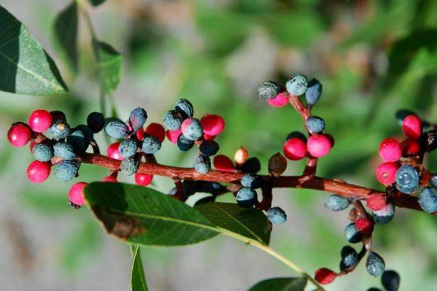 <p>Karaağaçgiller familyasından,70 kadar türü olan sakız ağacının bir çeşit meyvesidir. </p>
